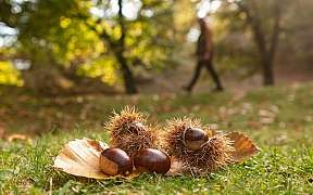 Selva Castanile Vezio Copyright Ticino Turismo Foto Luca Crivelli Cut Web